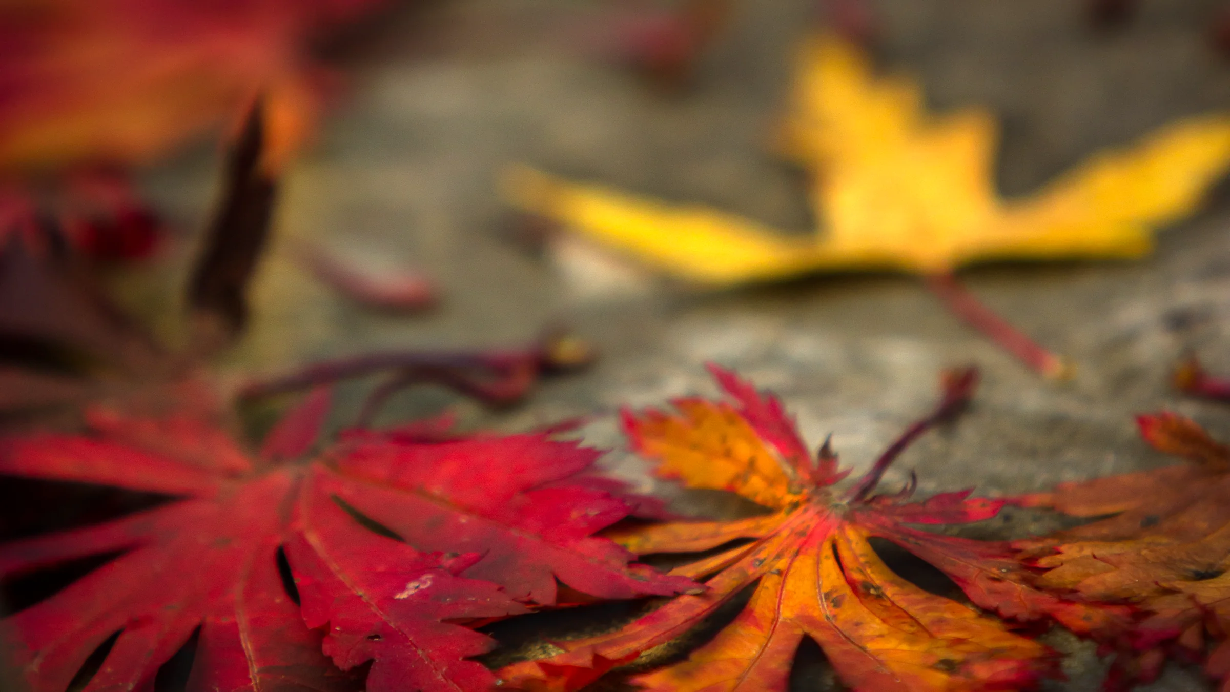 Fall Leaves, Portland
